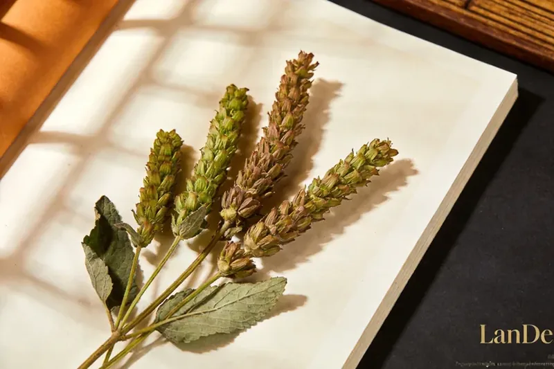Raw Agastache (Agastache rugosa) botanical material, editorial still life