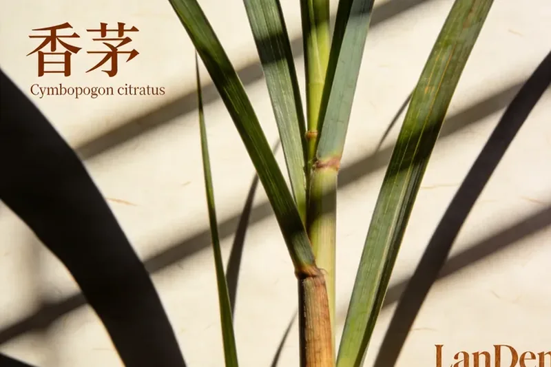 Raw Citronella (Cymbopogon citratus) botanical material, editorial still life