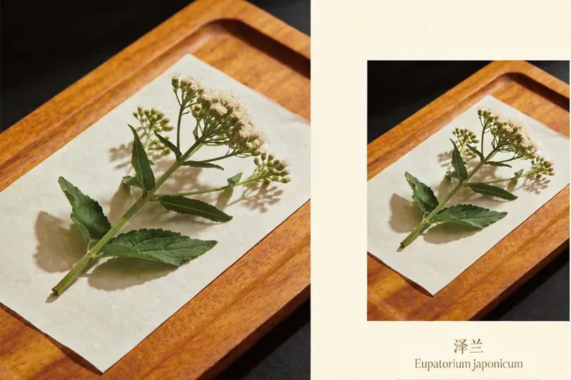 Raw Zelan (Eupatorium japonicum) herb material, editorial still life