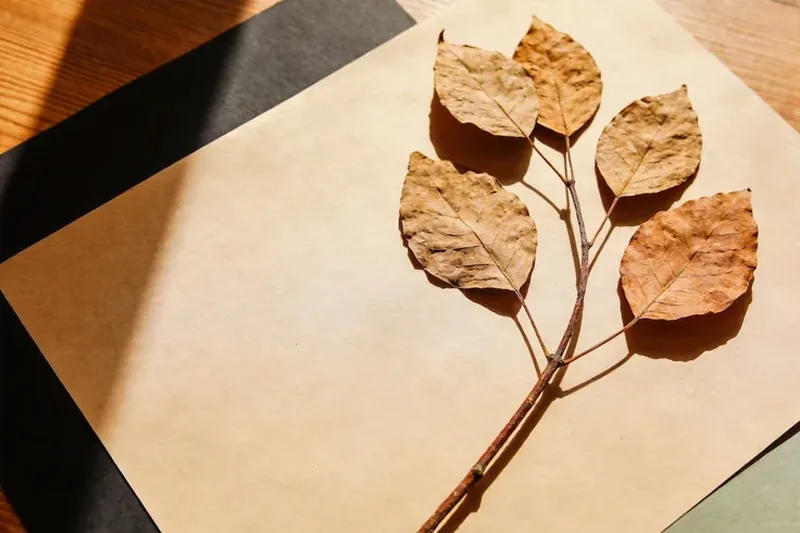 Raw Paicao (Lysimachia capillipes) material, editorial still life