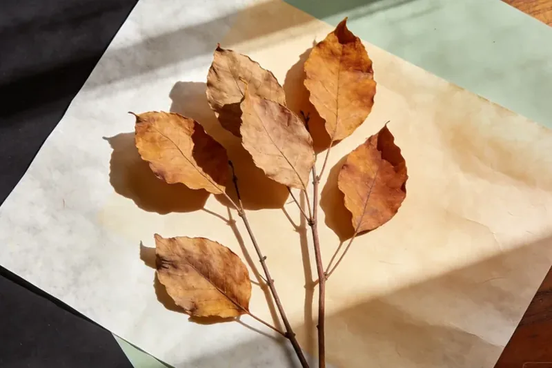 Whole dried patchouli leaves with a few crushed pieces.