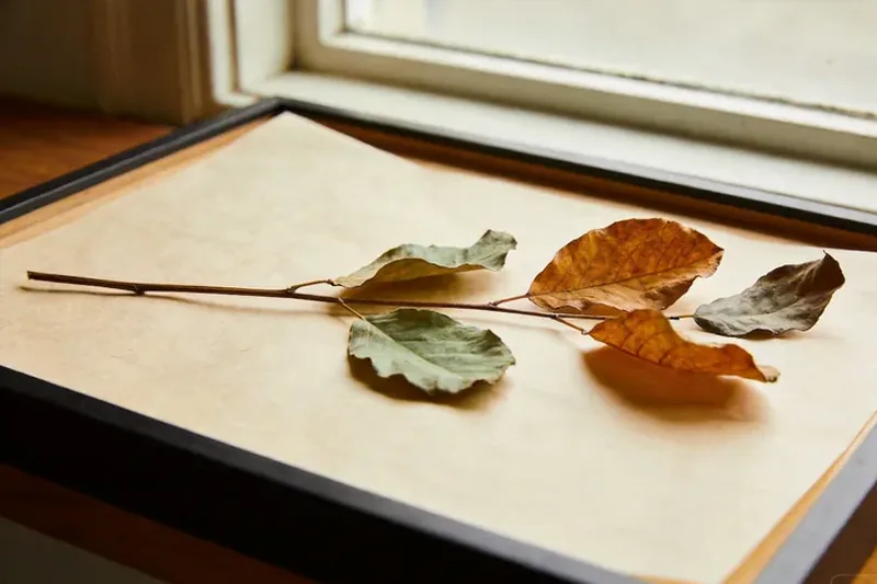 Raw Arborvitae Leaves (Platycladus orientalis) botanical material, editorial still life