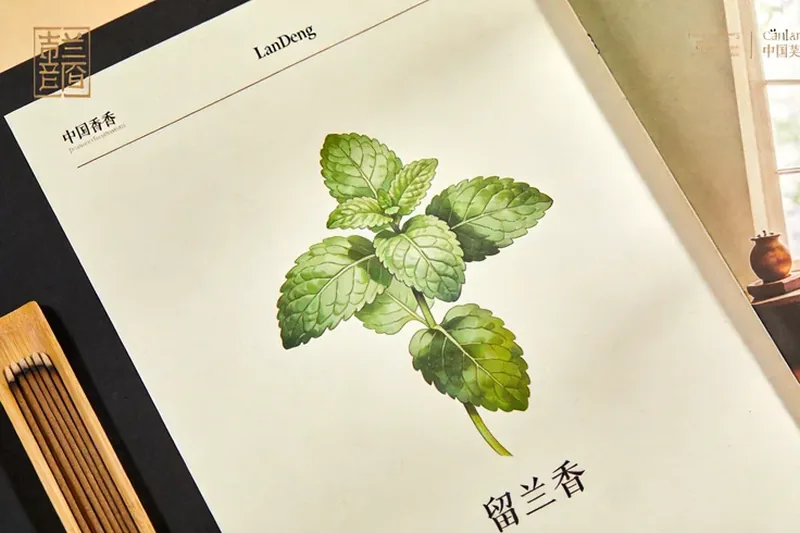 Raw Spearmint (Mentha spicata) material, editorial still life